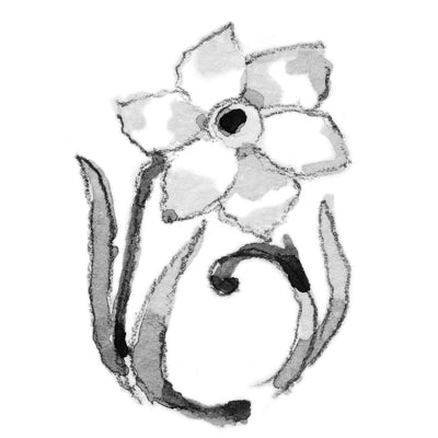 Biely narcis - marec