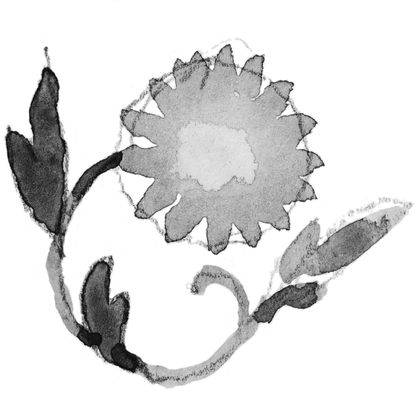 Chryzantéma - november